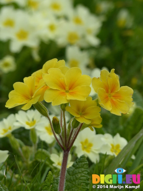 FZ004560 Yellow flower Primrose